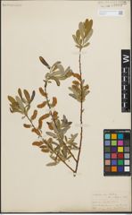 Foto von Salix lasiolepis Benth.